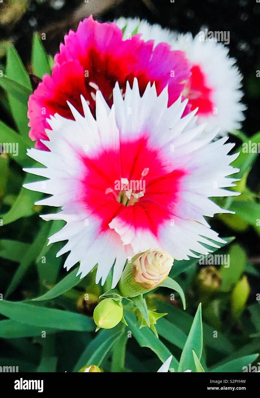 Rote und weiße Santa Blume Stockfoto