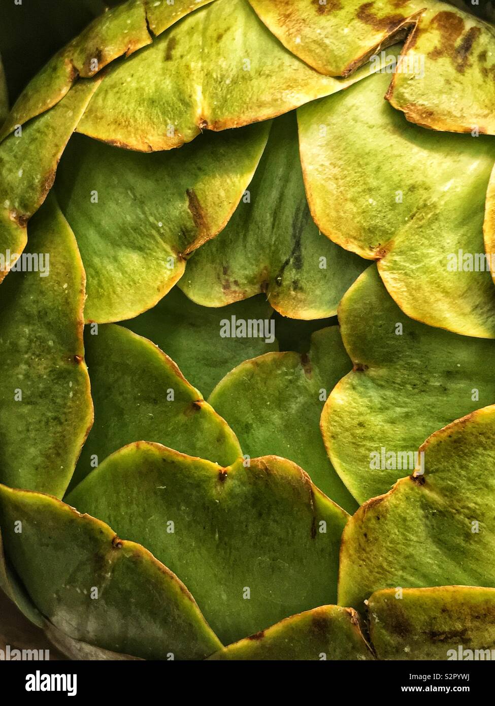 Full Frame Detailansicht einer frische und köstliche Reife rohe grüne Artischocke. Stockfoto