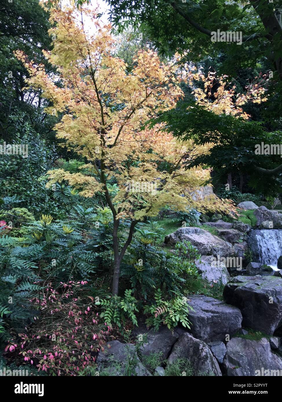 Herbst Farben durch den Wasserfall im Japanischen Garten, Holland Park, Kensington, London Stockfoto