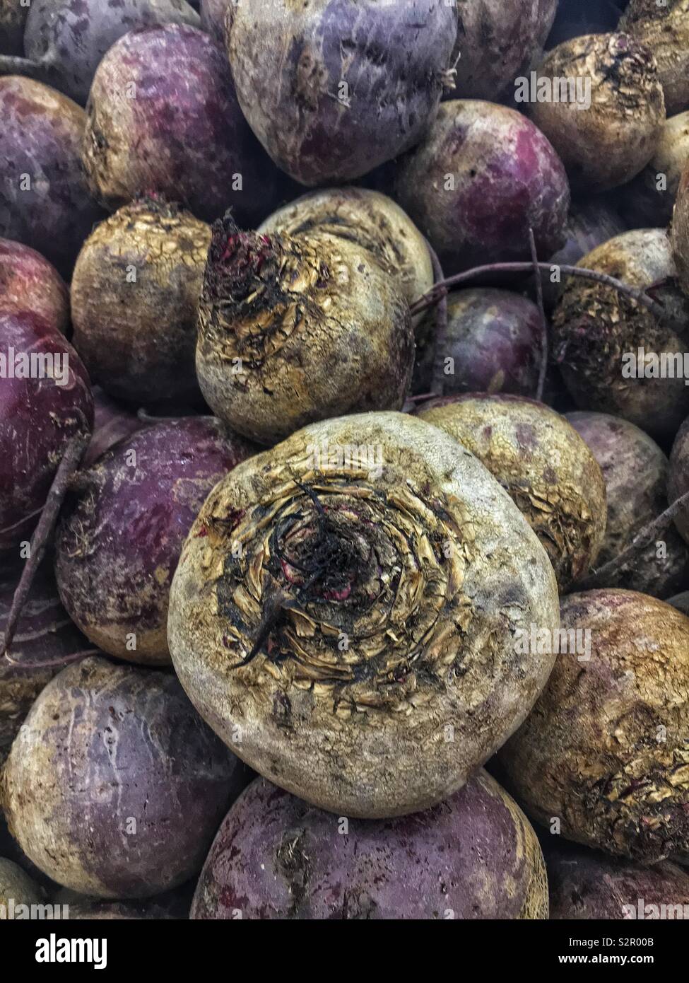 Full Frame von frische und köstliche reife Tabelle Zuckerrüben, Garten Zuckerrüben, Zuckerrohr, rote Rüben, Rote Beete, und Beta vulgaria. - Smartphone-aufgenommenes Stockfoto