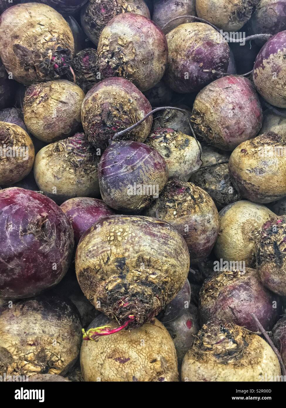 Full Frame von frische und köstliche reife Tabelle Zuckerrüben, Garten Zuckerrüben, Zuckerrohr, rote Rüben, Rote Beete, und Beta vulgaria. - Smartphone-aufgenommenes Stockfoto