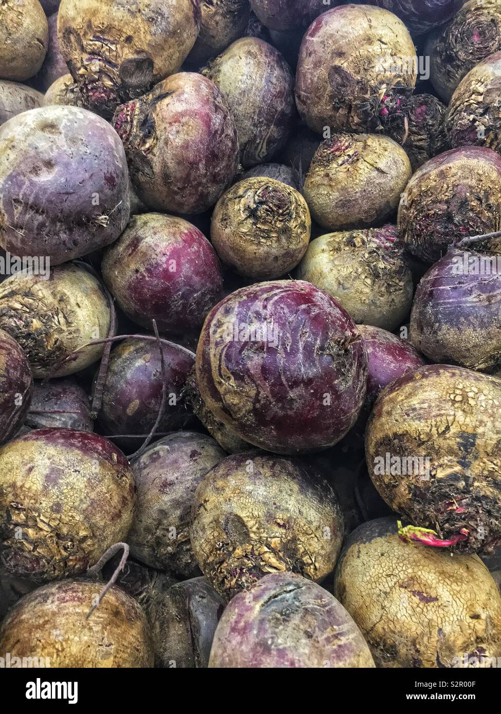 Full Frame von frische und köstliche reife Tabelle Zuckerrüben, Garten Zuckerrüben, Zuckerrohr, rote Rüben, Rote Beete, und Beta vulgaria. Stockfoto