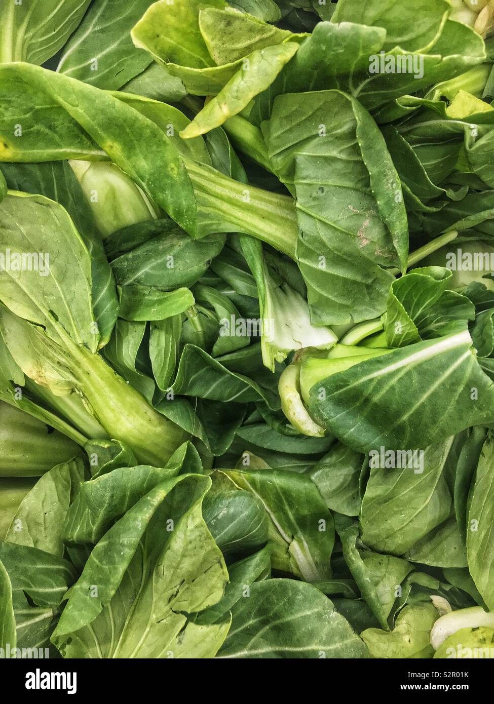 Full Frame der Blätter von Frische, Reife, Raw, baby Bok Choy, Pak Choy, pok Choy, 小白菜, xiǎo bái cài, 上海青, qīng Shànghǎi, Shanghai Grüns, Brassica rapa, Kohl, Chinesisch. Stockfoto