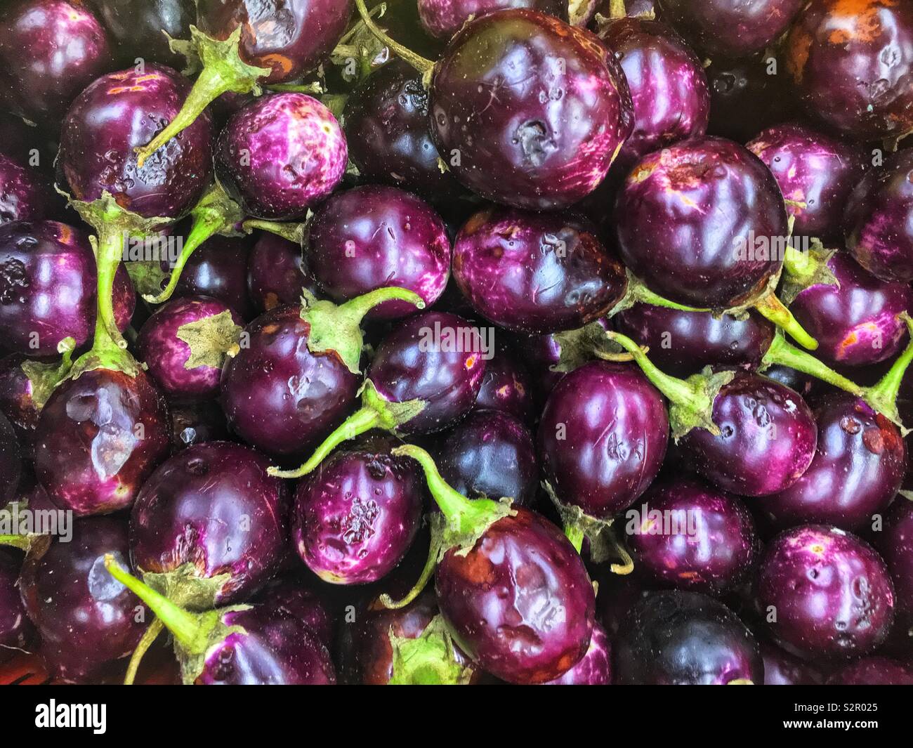 Full Frame von frische und köstliche reife Baby lila Auberginen, Aubergine, Aubergine, urtica. Stockfoto
