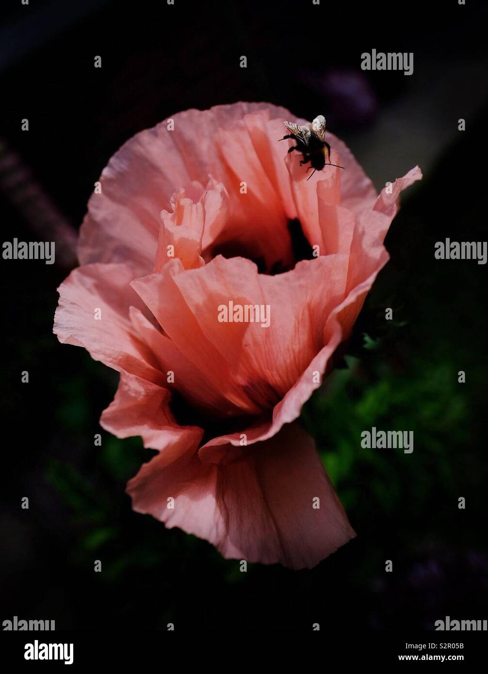 Pink Poppy und Biene Stockfoto
