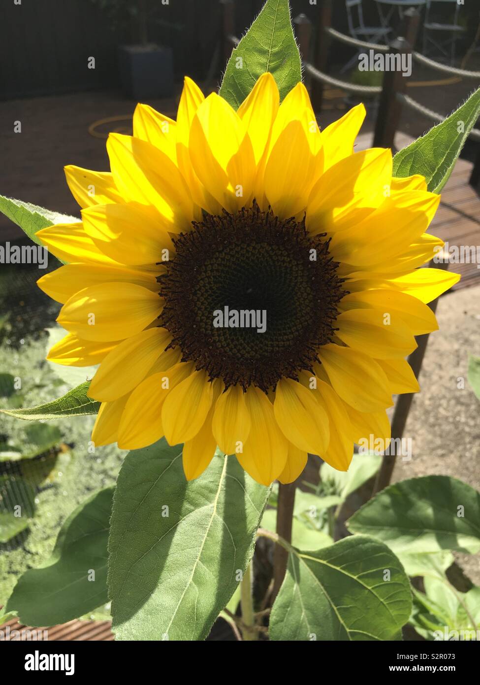 Riesen-Sonnenblume - Smartphone-aufgenommenes Stockfoto