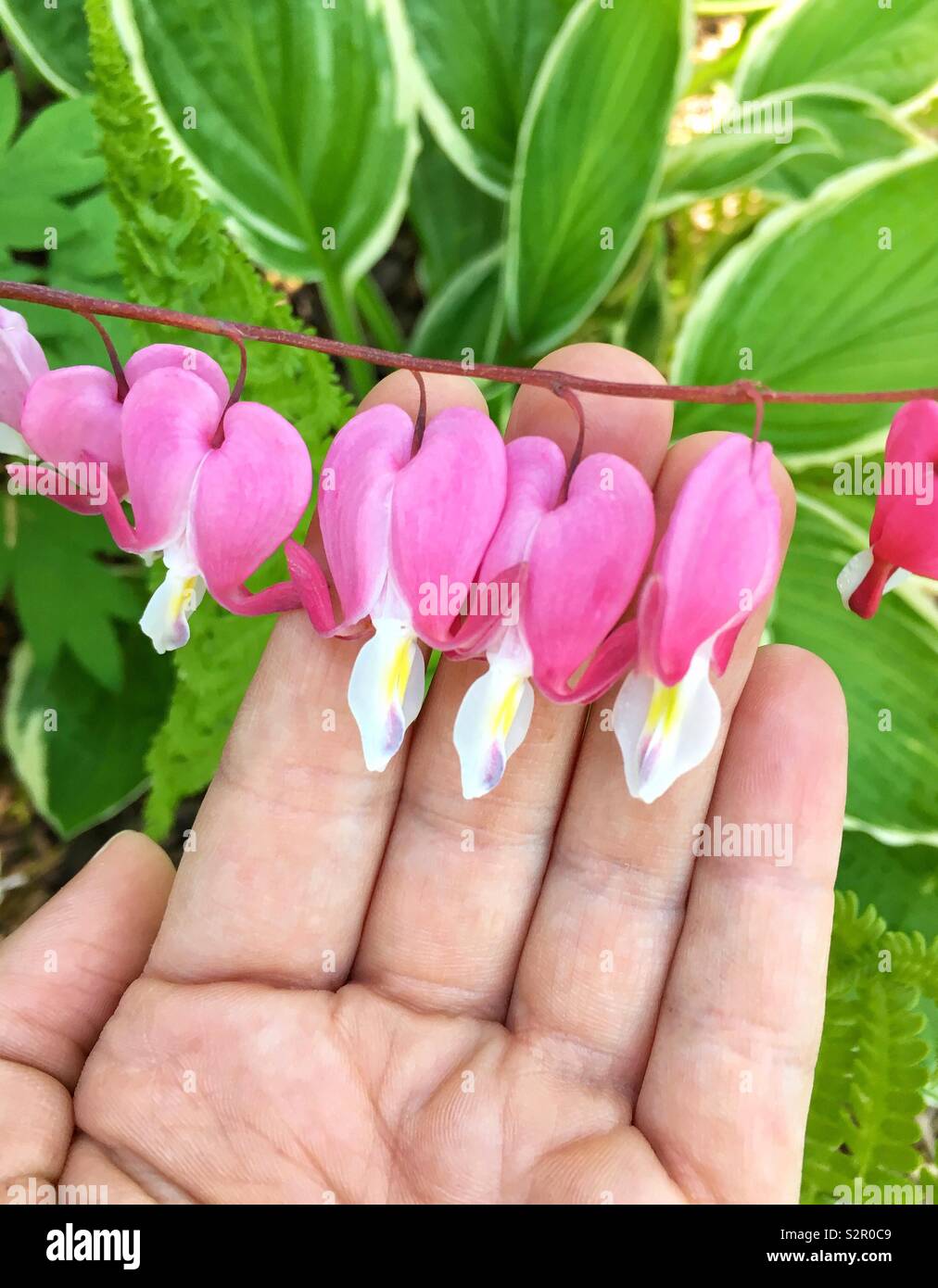 Woman's Hand, die Rosa blutende Herz Blumen gegen grüne Blätter - Smartphone-aufgenommenes Stockfoto