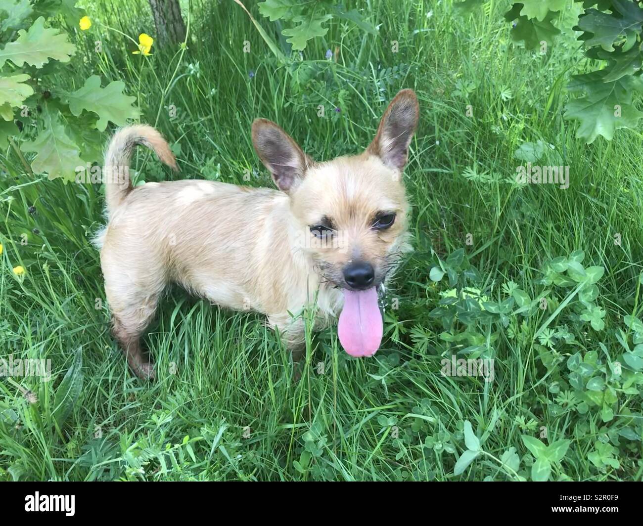 Kleiner Hund große Zunge Stockfoto