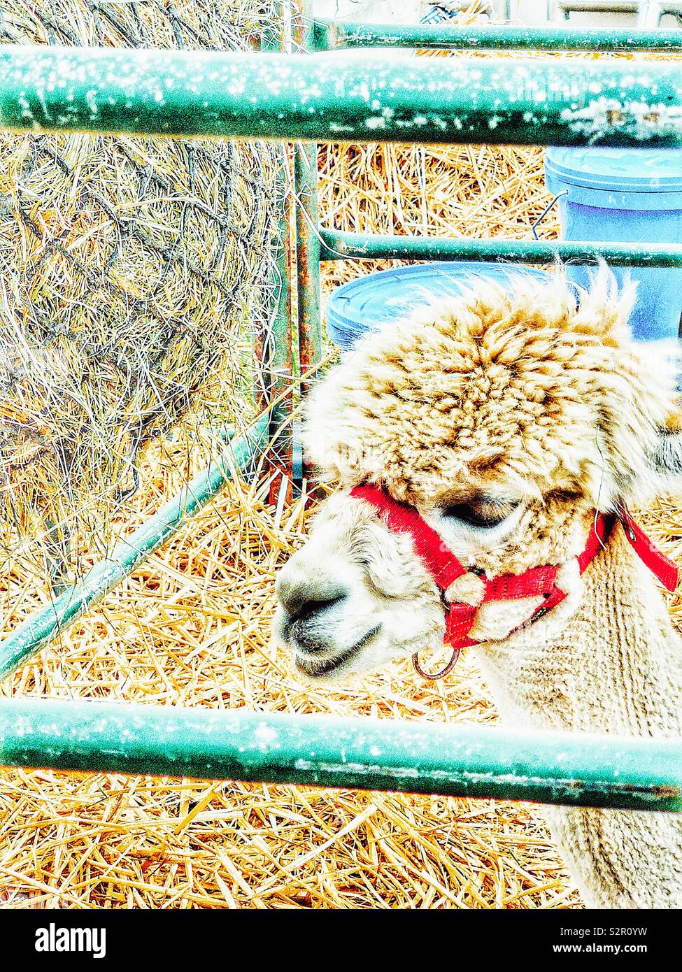Leiter der Lama im Gehäuse mit Red Fang - Smartphone-aufgenommenes Stockfoto