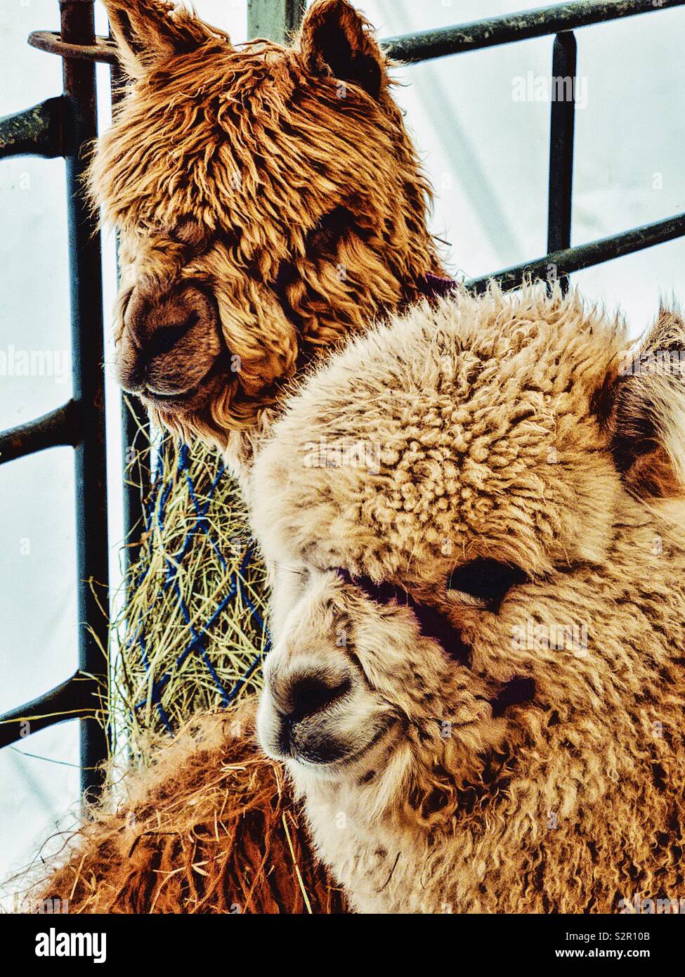 Zwei Lamas zusammen in Gehäuse Stockfoto