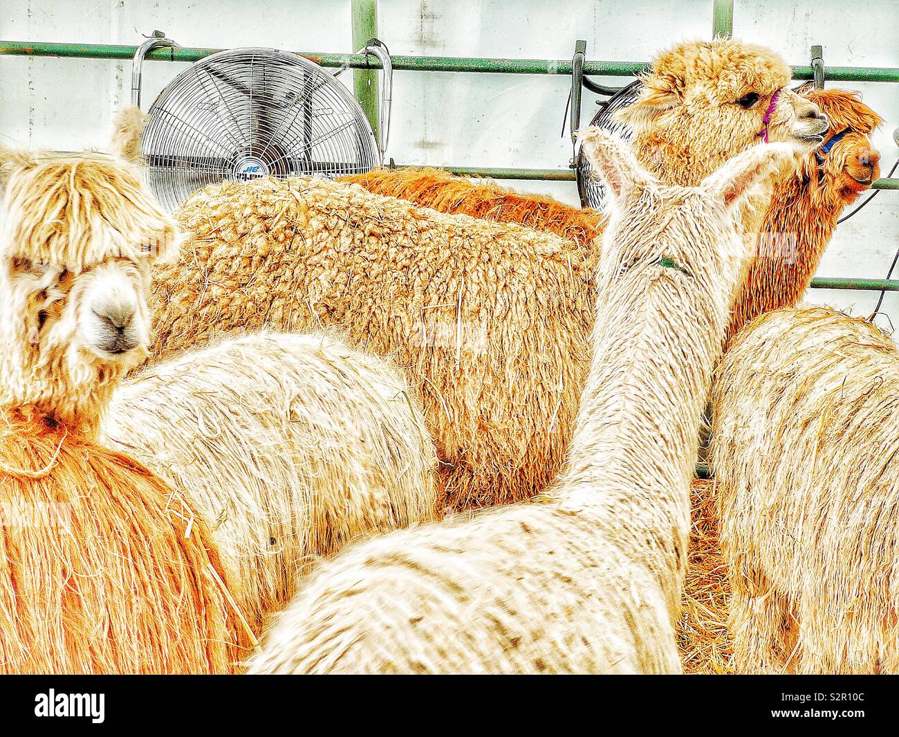Lamas in Gehäuse mit Lüfter voll - Smartphone-aufgenommenes Stockfoto