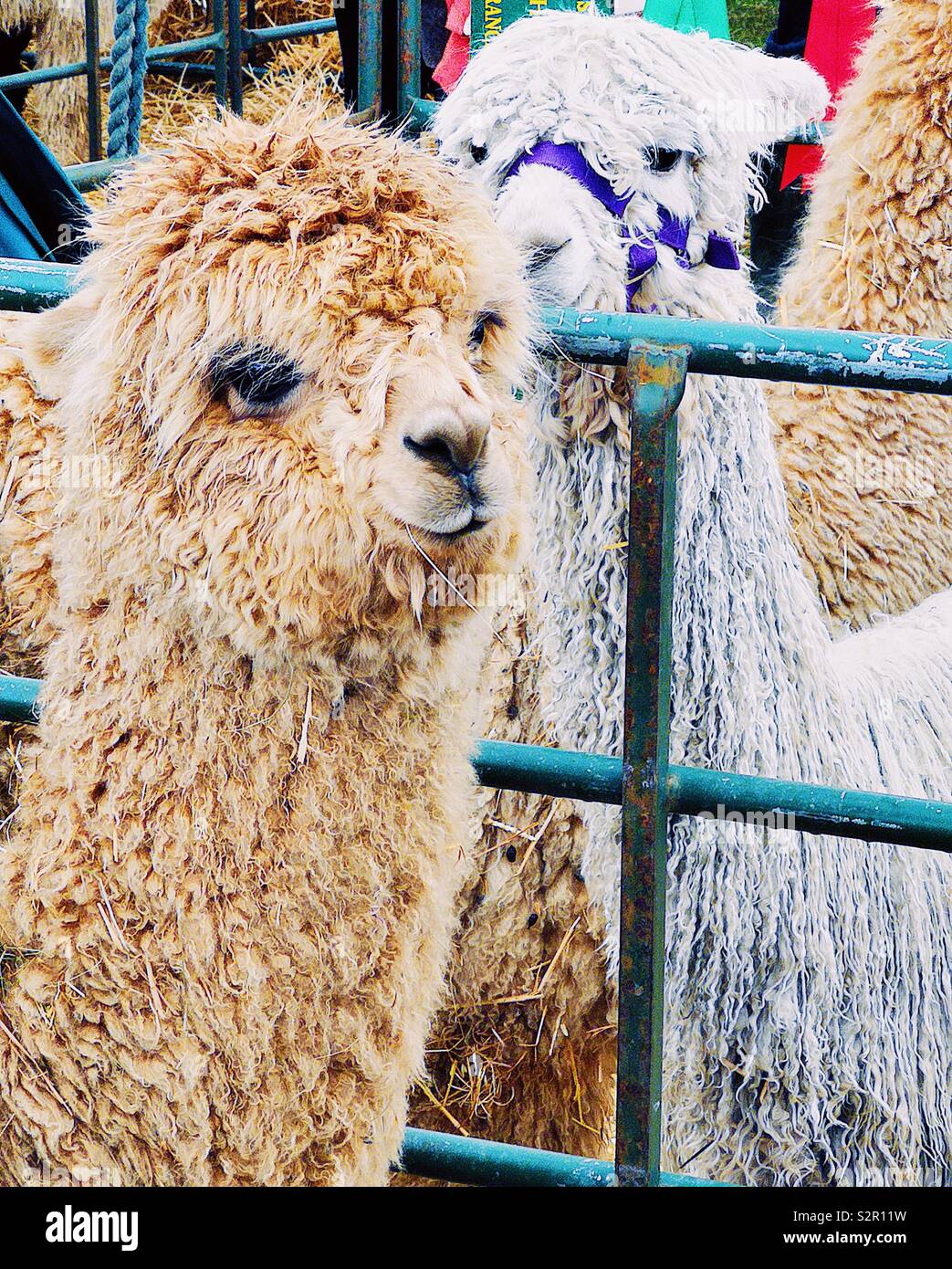 Zwei Lamas in Gehäuse - Smartphone-aufgenommenes Stockfoto