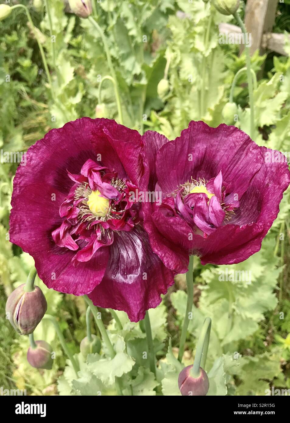 Orientalischer Mohn lila Stockfoto