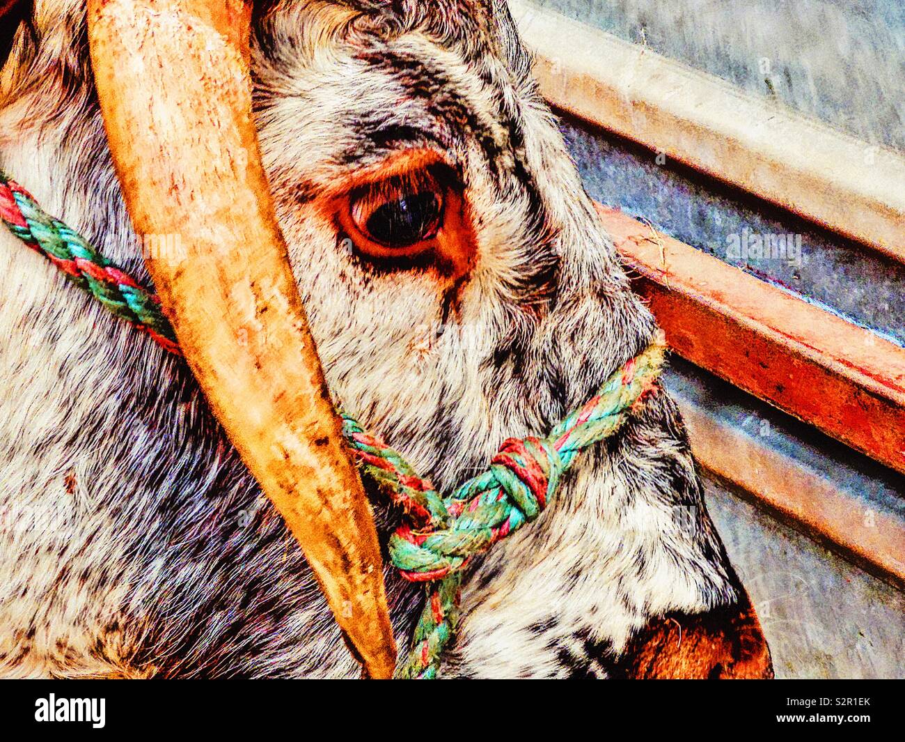 Longhorn Kuh Auge und Horn Nahaufnahme Stockfoto