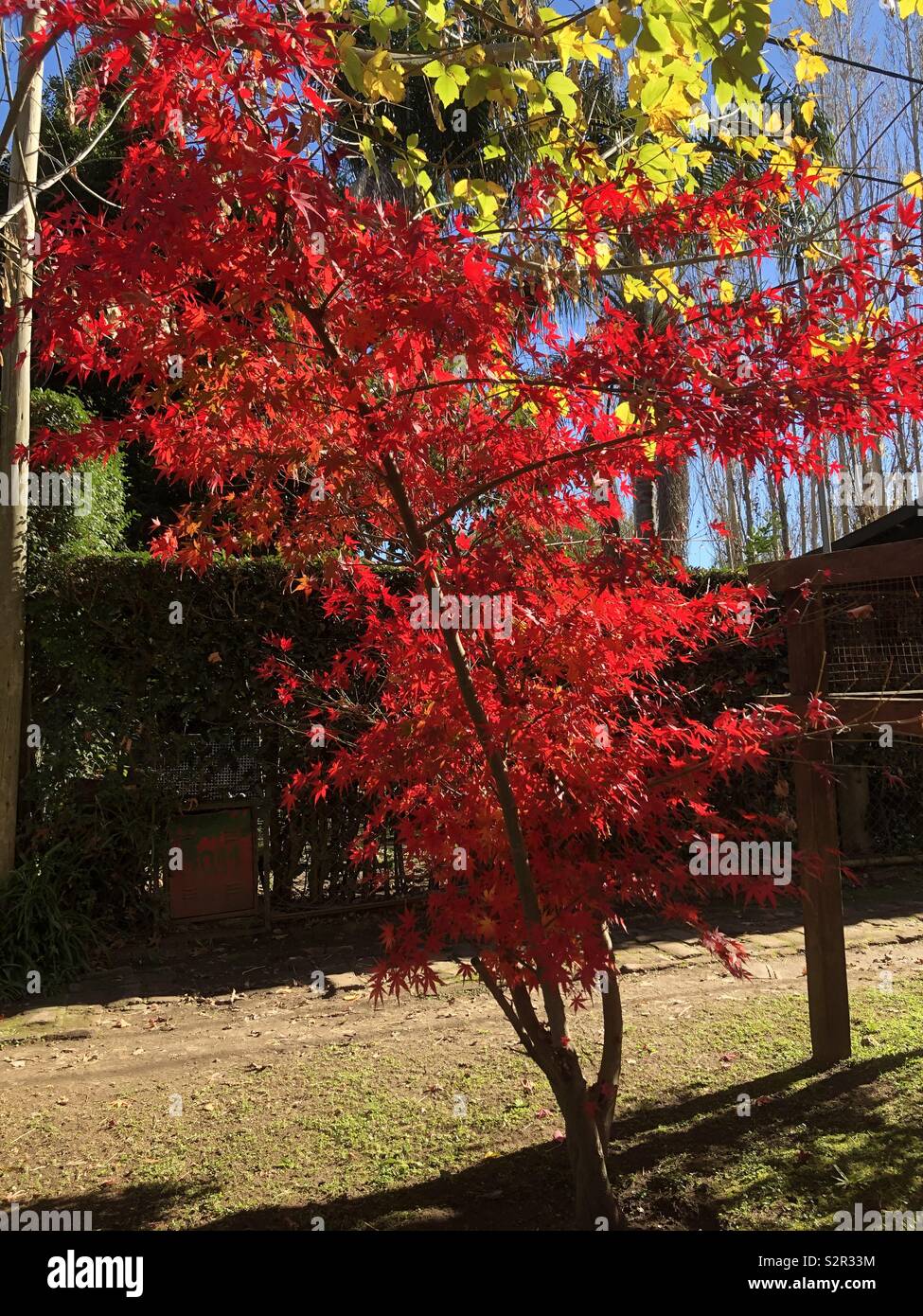 Rote Blätter im Herbst Stockfoto