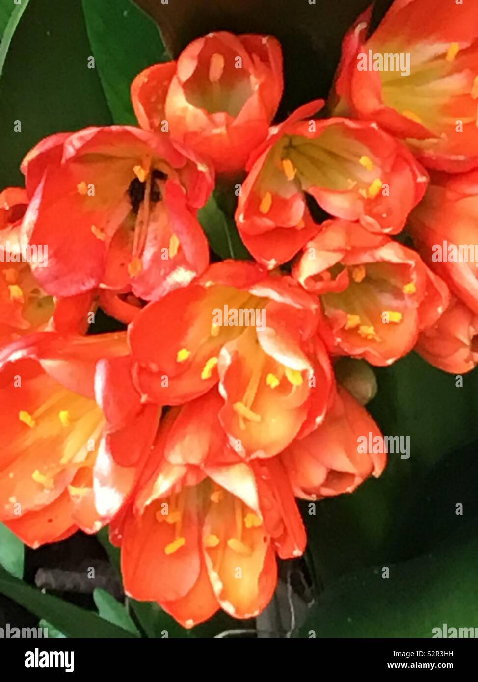 Flores Stockfoto