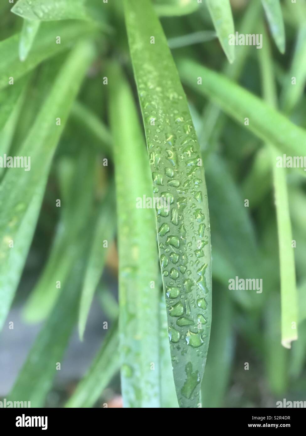 Ein helles grün Blatt von der Strauch mit Regentropfen Stockfoto