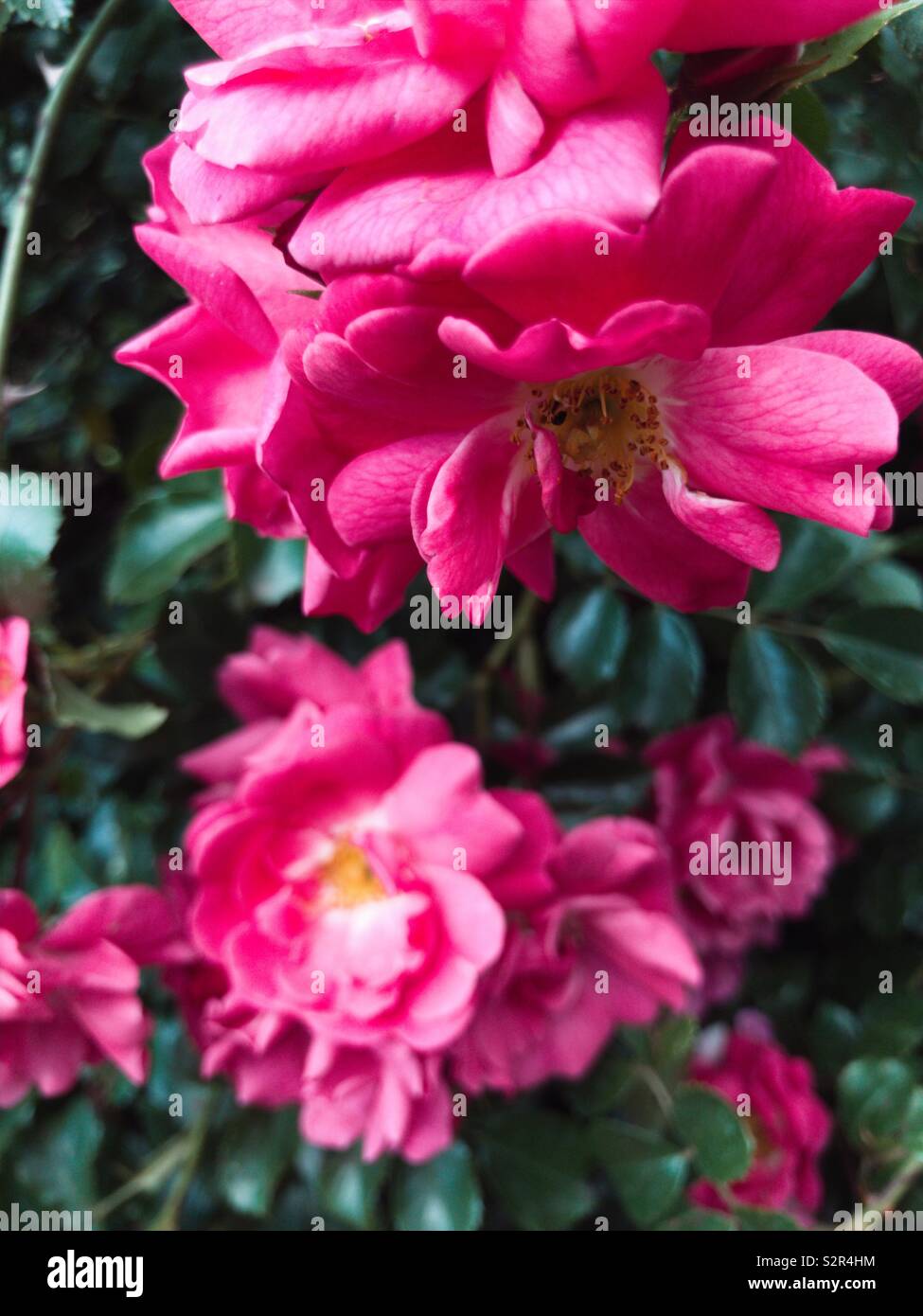 Rosa Rosen in voller Blüte Stockfoto