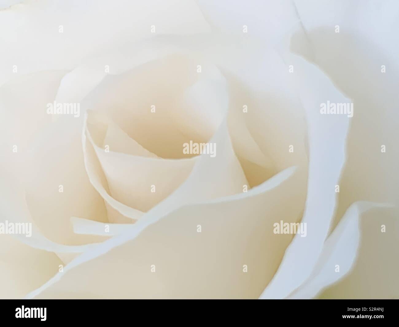 Nahaufnahme einer einzelnen weißen Hybrid-T-Rose in weicher Pastellfarbe. Stockfoto