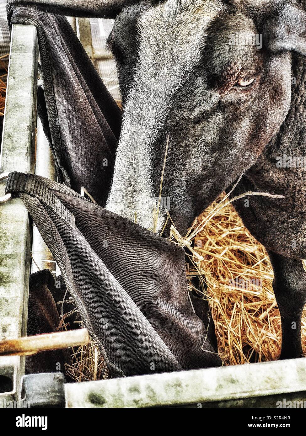 Schwarze und weiße Zwartbles Schafe füttern. Rasse von Hausschafen im Friesland Region der Niederlande mit Ursprung. Sie haben einen schwarzen Vlies, mit einer weißen Blesse auf der Stirn Stockfoto