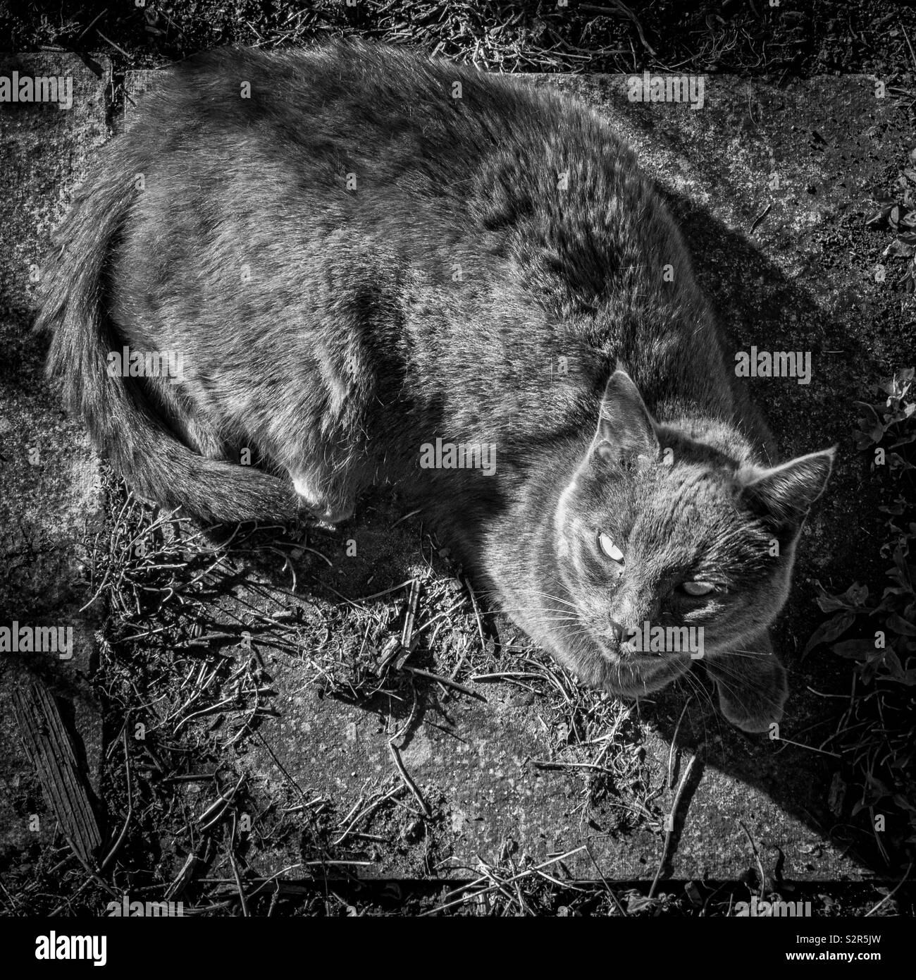 Katze von oben Festlegung auf dem Weg bis an Kamera suchen Stockfoto