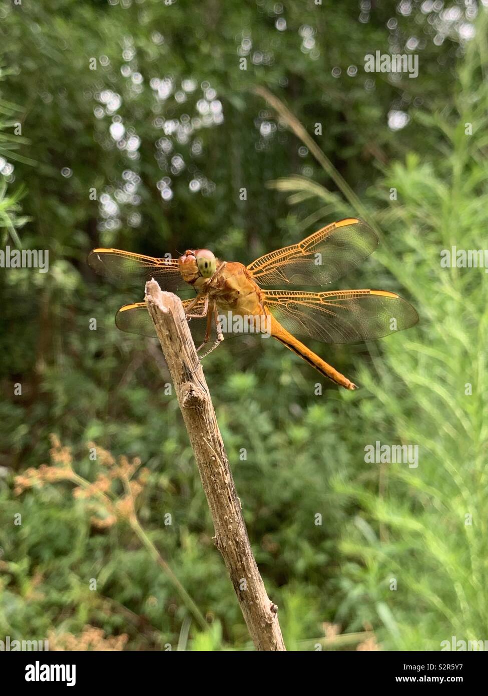 Nahaufnahme von orange Libelle im Wald - Smartphone-aufgenommenes Stockfoto