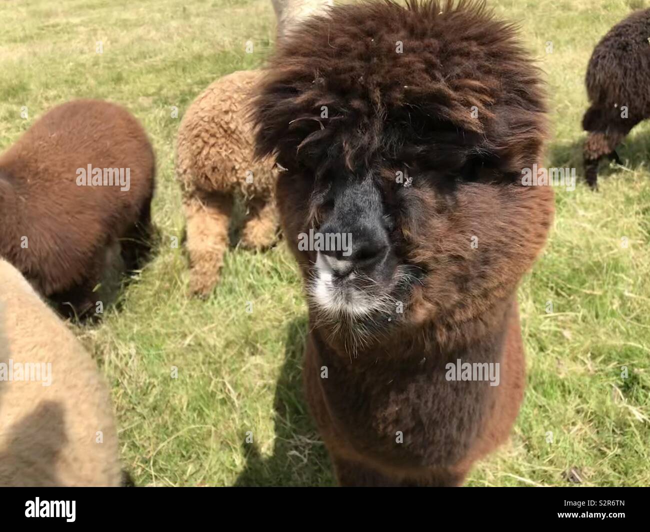 Alpaka mit Schnurrbart Stockfoto