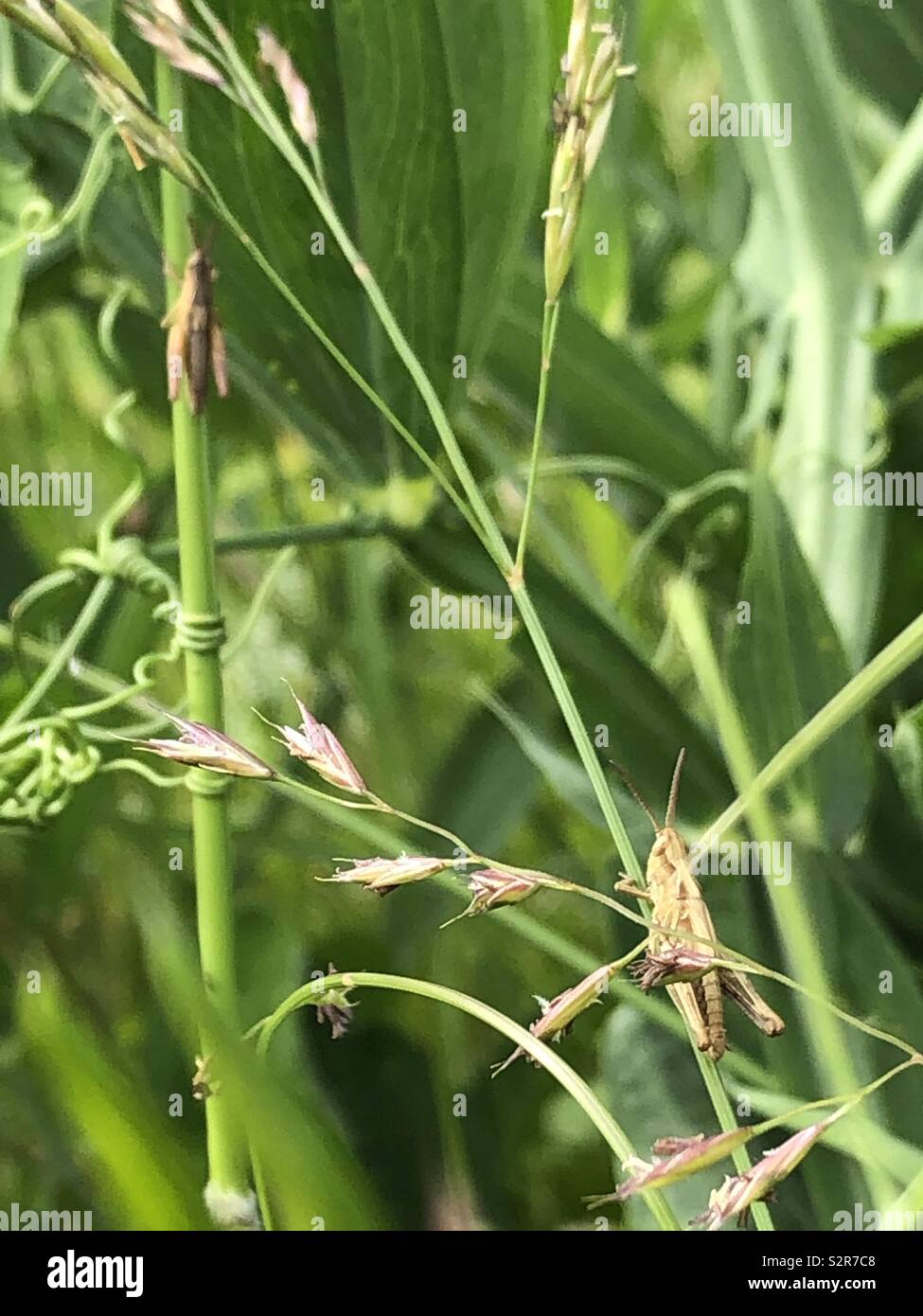 Zwei Heuschrecken auf lange Gras Stockfoto