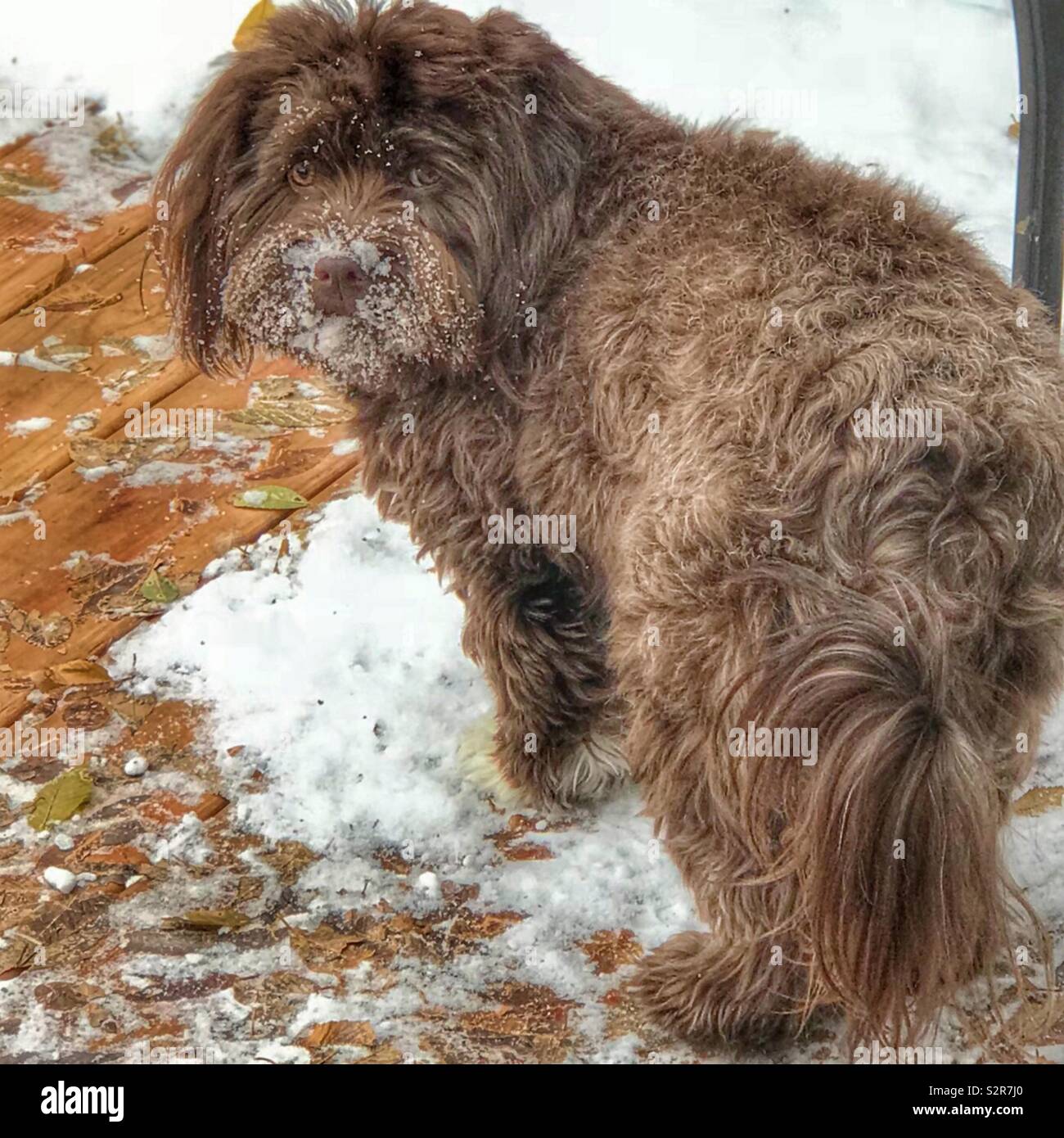 Flauschige Hund mit Schnee auf dem Gesicht Stockfoto