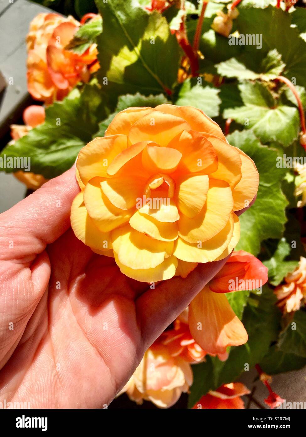 Gelbe Rose in der Hand des Kaukasischen Frau im Garten - Smartphone-aufgenommenes Stockfoto