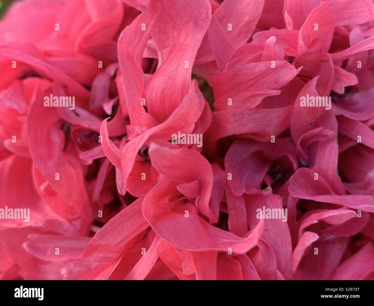Nahaufnahme der Blüte dunkel rosa Mohn im Garten. - Smartphone-aufgenommenes Stockfoto