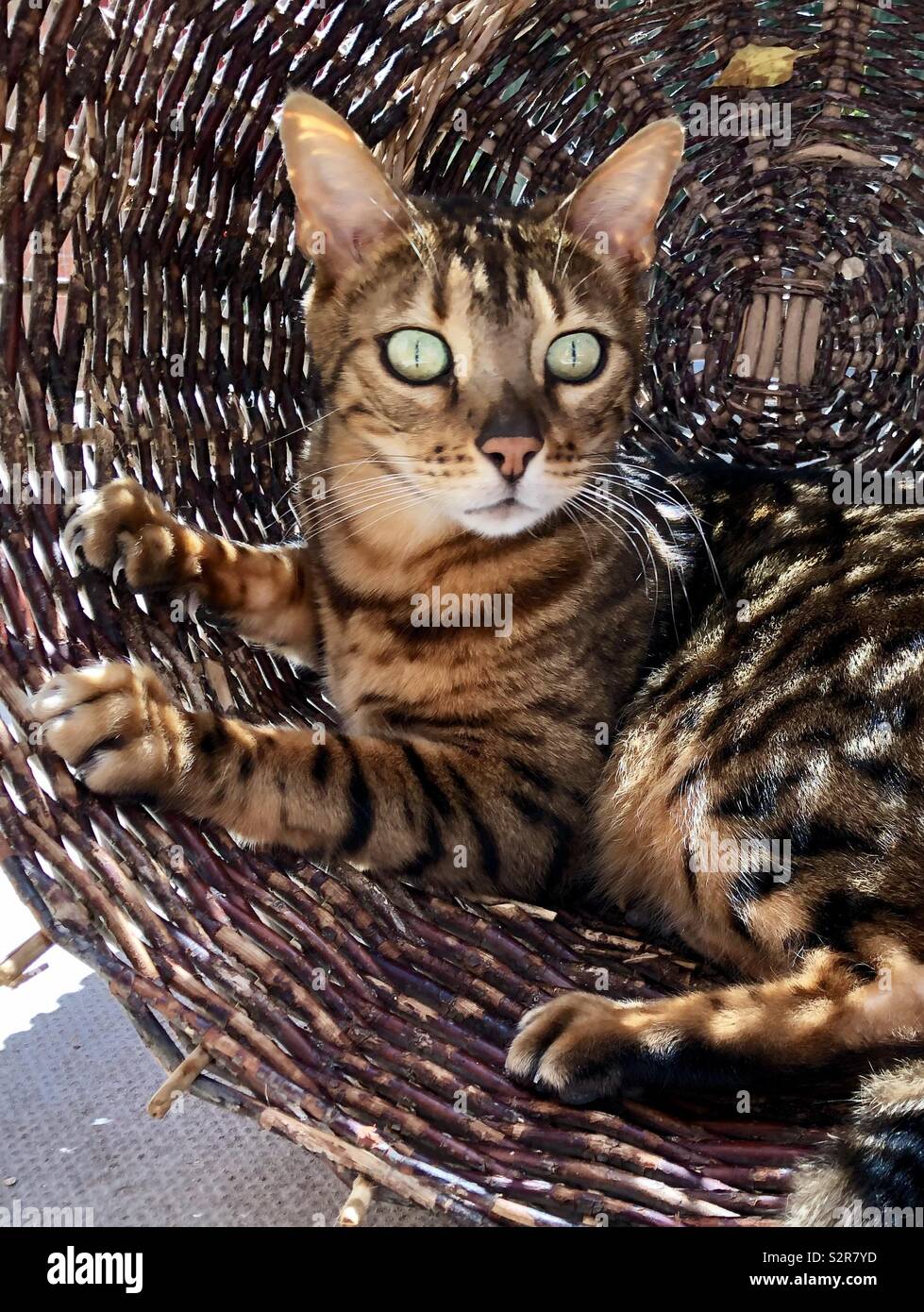 braune-gefleckte-katze-fotos-und-bildmaterial-in-hoher-aufl-sung-alamy