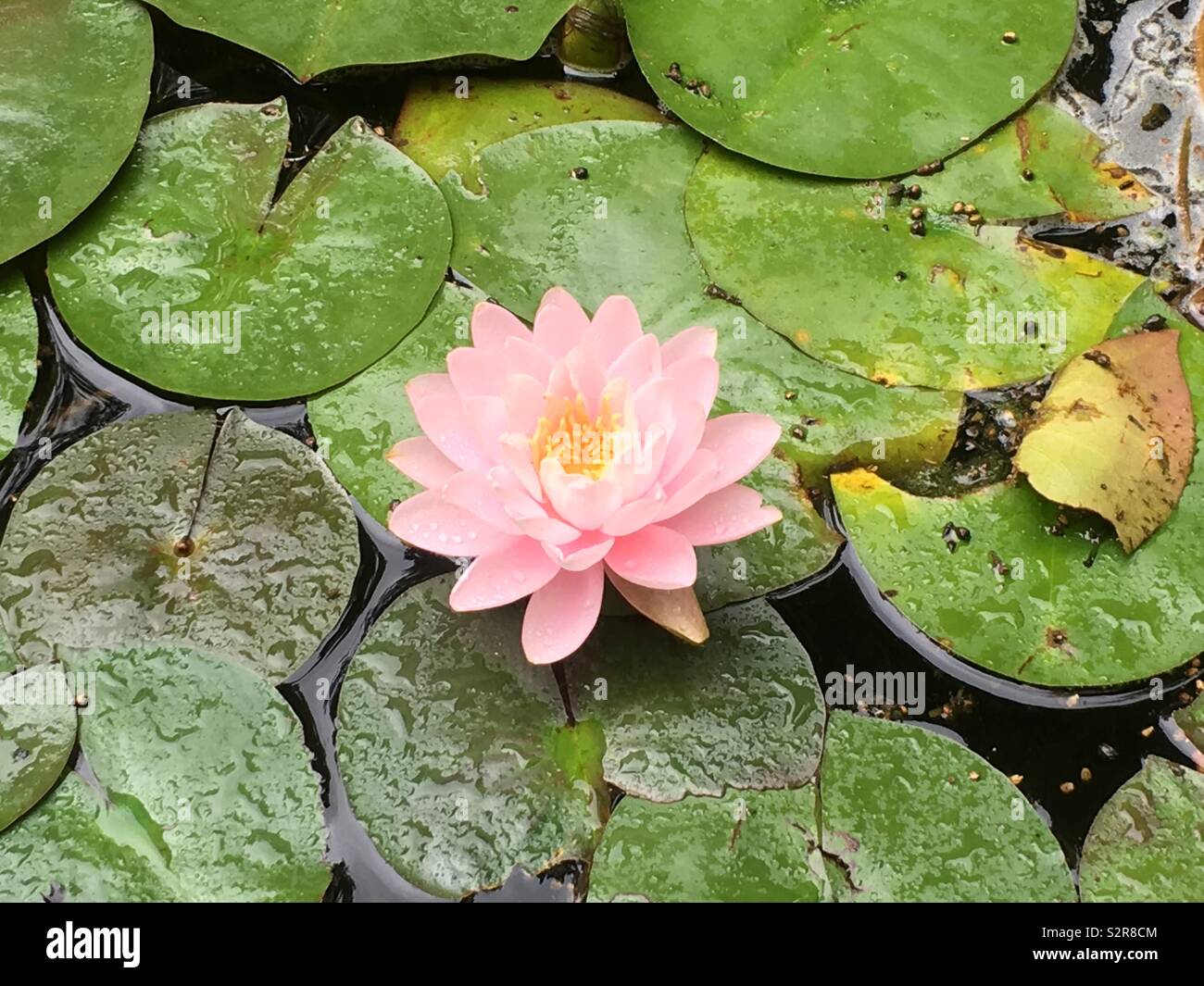 Rosa Seerose (Nymphaea sps) mit Wasser - Lily Pads in einem Teich gefleckt. Stockfoto