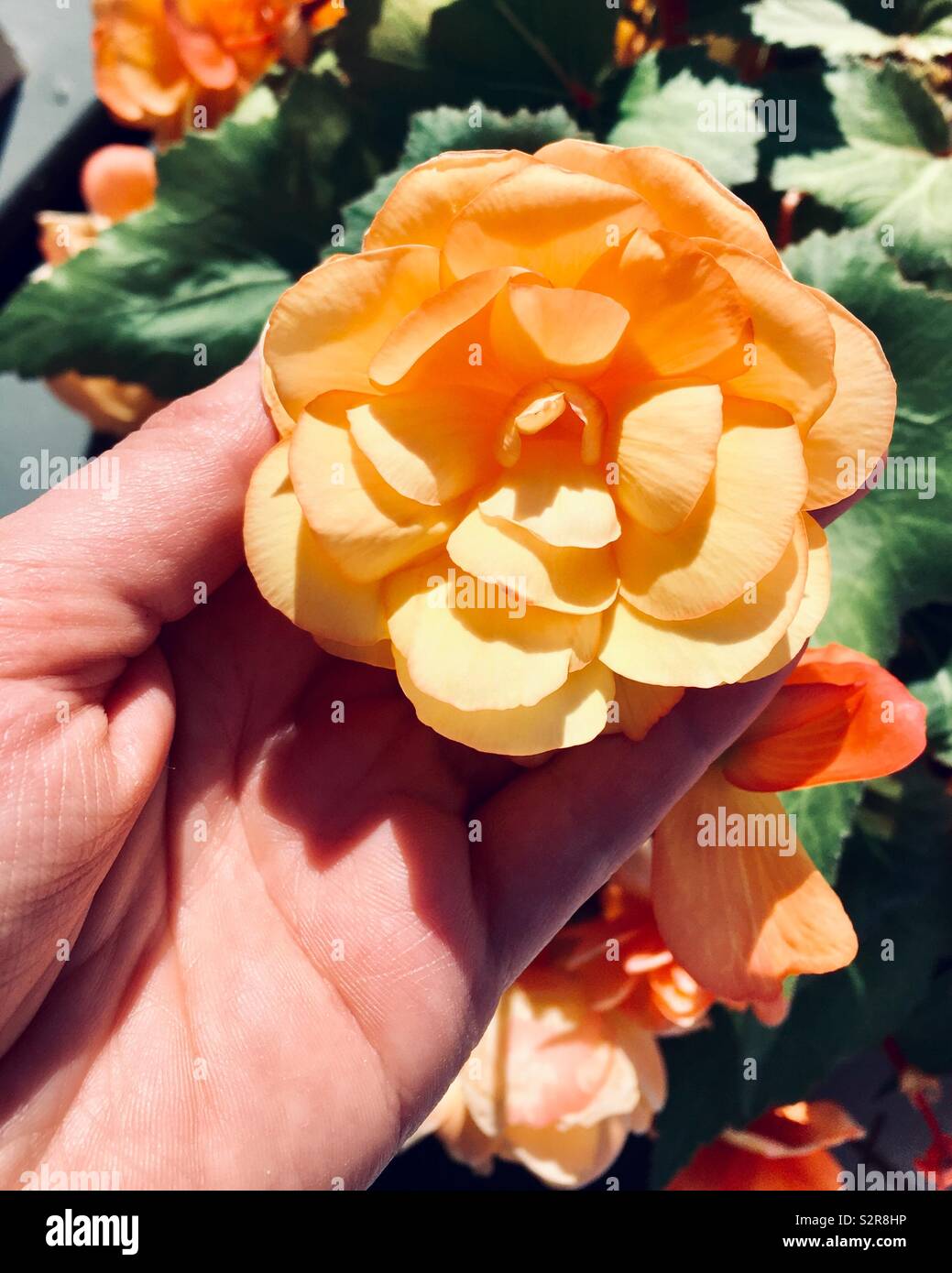 Gelbe Rose in der Hand des Kaukasischen Frau im Garten - Smartphone-aufgenommenes Stockfoto