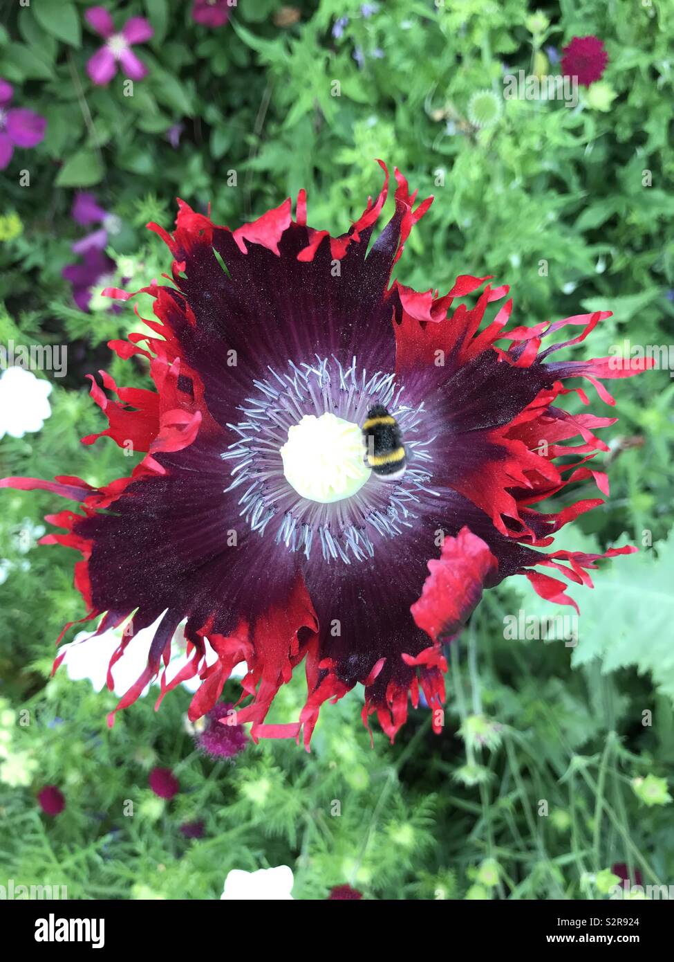 Frilly Poppy und Biene Stockfoto