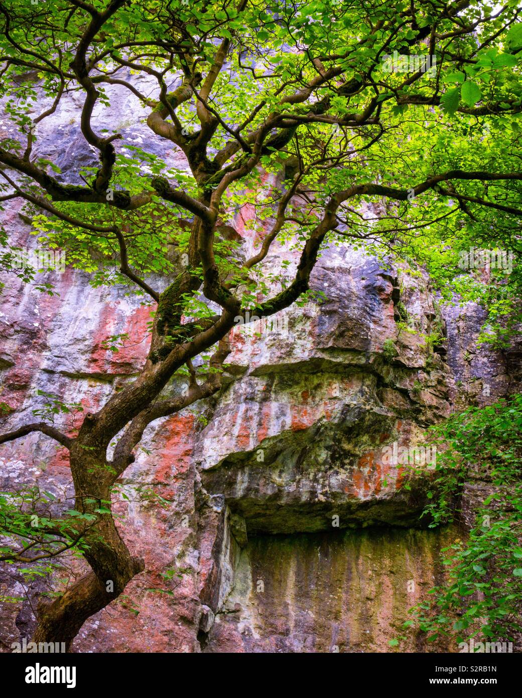 Baum gegen eine Felswand im Cromford Derbyshire Peak District England Großbritannien Stockfoto