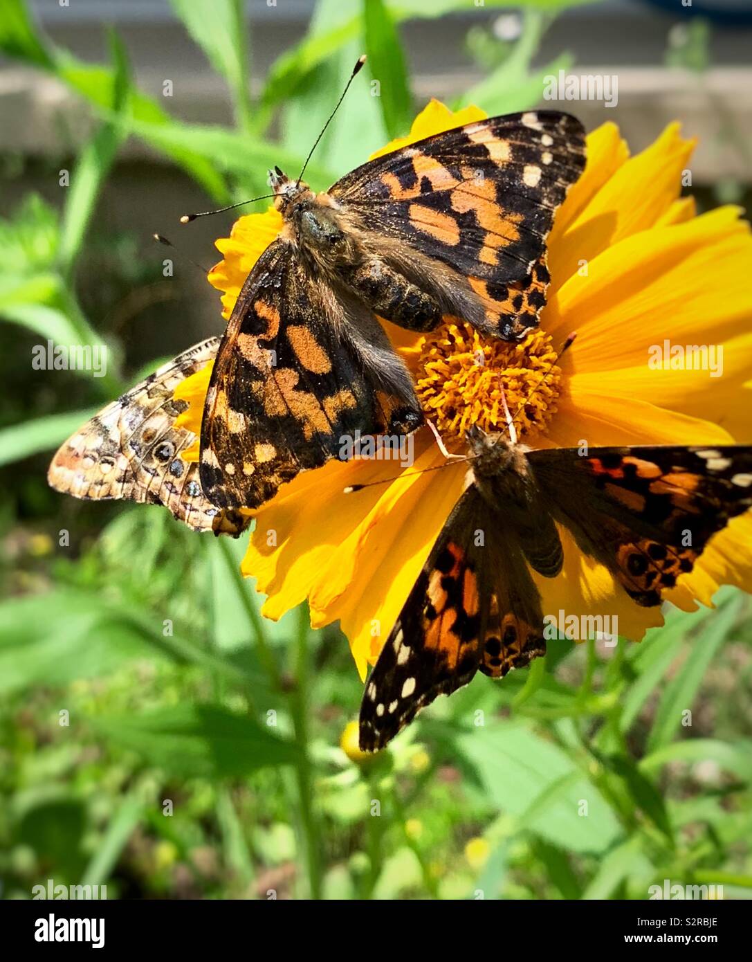 Drei Monarch Schmetterlinge auf einer Blume in einem Garten Stockfoto