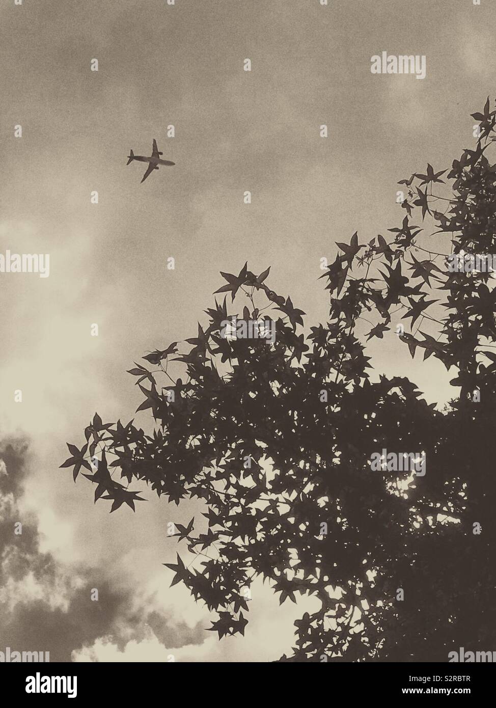 Schwarz-weiß Foto von tief fliegenden Jetliner über Bäumen Stockfoto