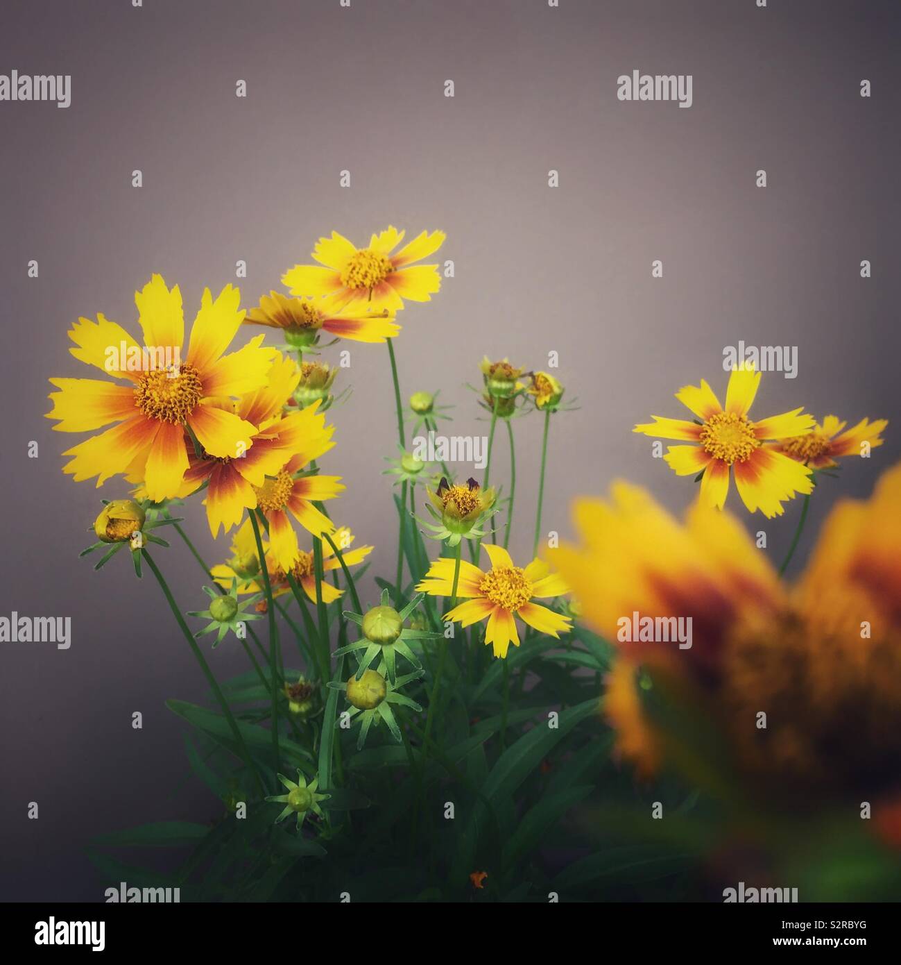 Gelb und Orange gaillardia Blumen - Smartphone-aufgenommenes Stockfoto