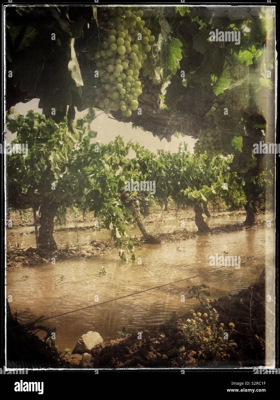Die Bewässerung von Weinreben im Süden Kataloniens Weinberg, Spanien. Stockfoto