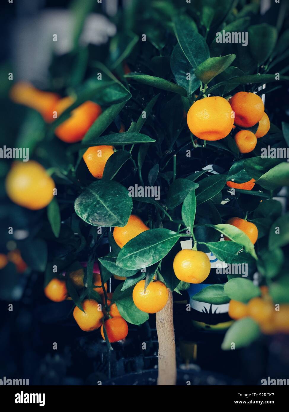 Tangerine tree Werk in Paris. Stockfoto