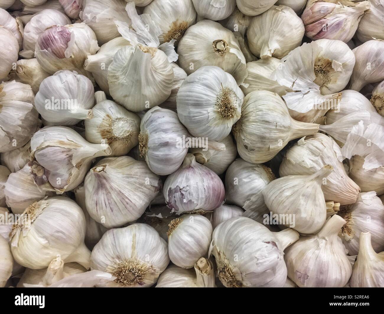 Full Frame von vielen frischen Reifen rohen Knoblauch Zwiebeln und Knoblauchzehen, Allium sativum, A. Sativum. Stockfoto