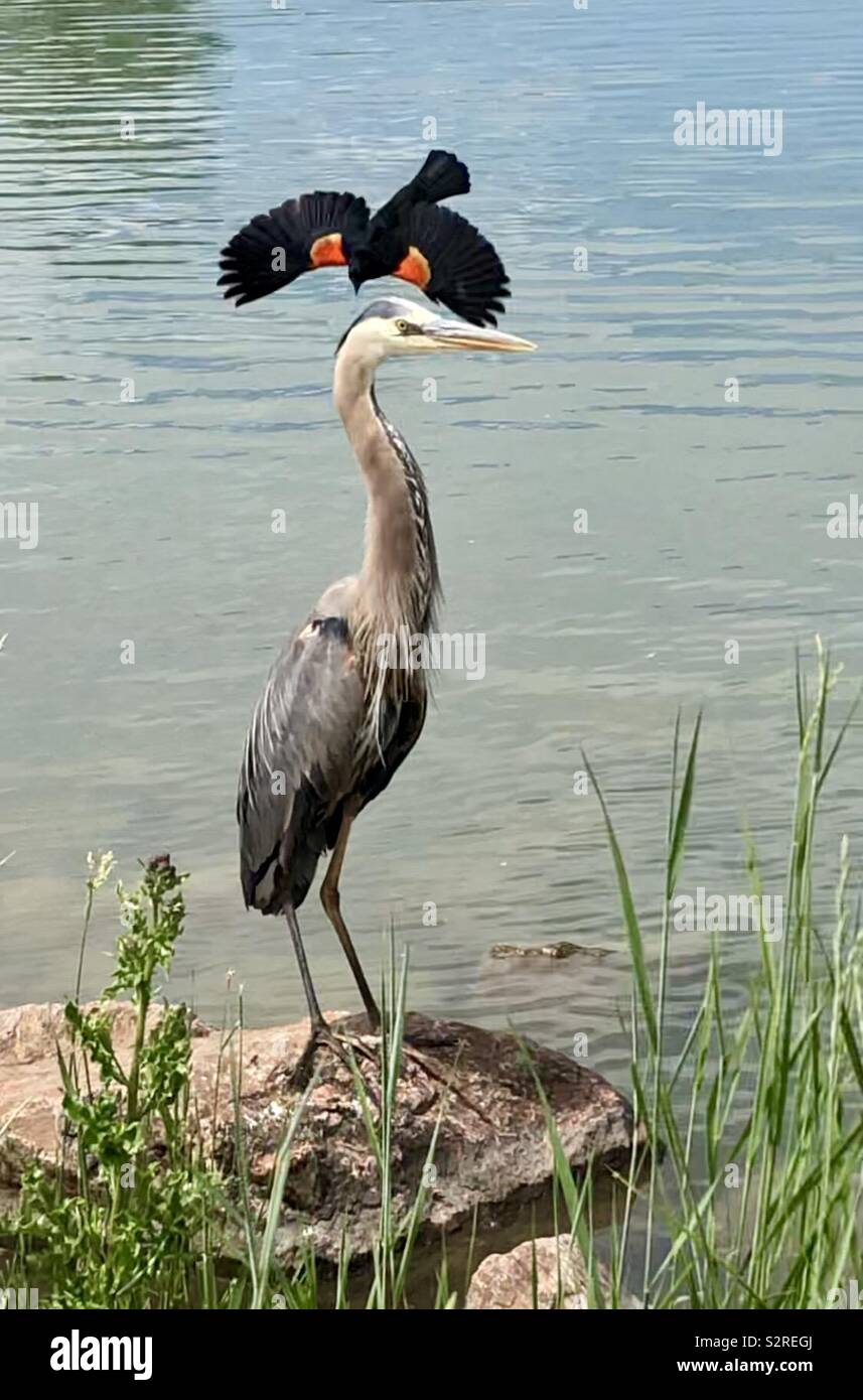 Freund oder Feind? Red-winged blackbird Tauchen in Richtung Great Blue Heron. Stockfoto