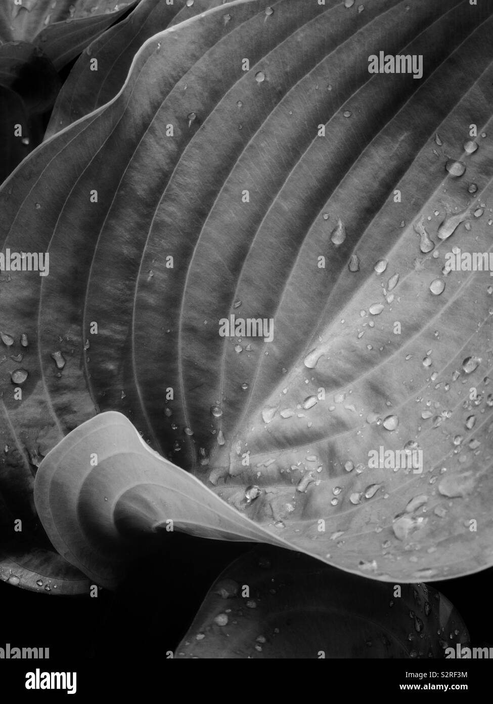 Regentropfen auf einem Hosta Blatt. Stockfoto