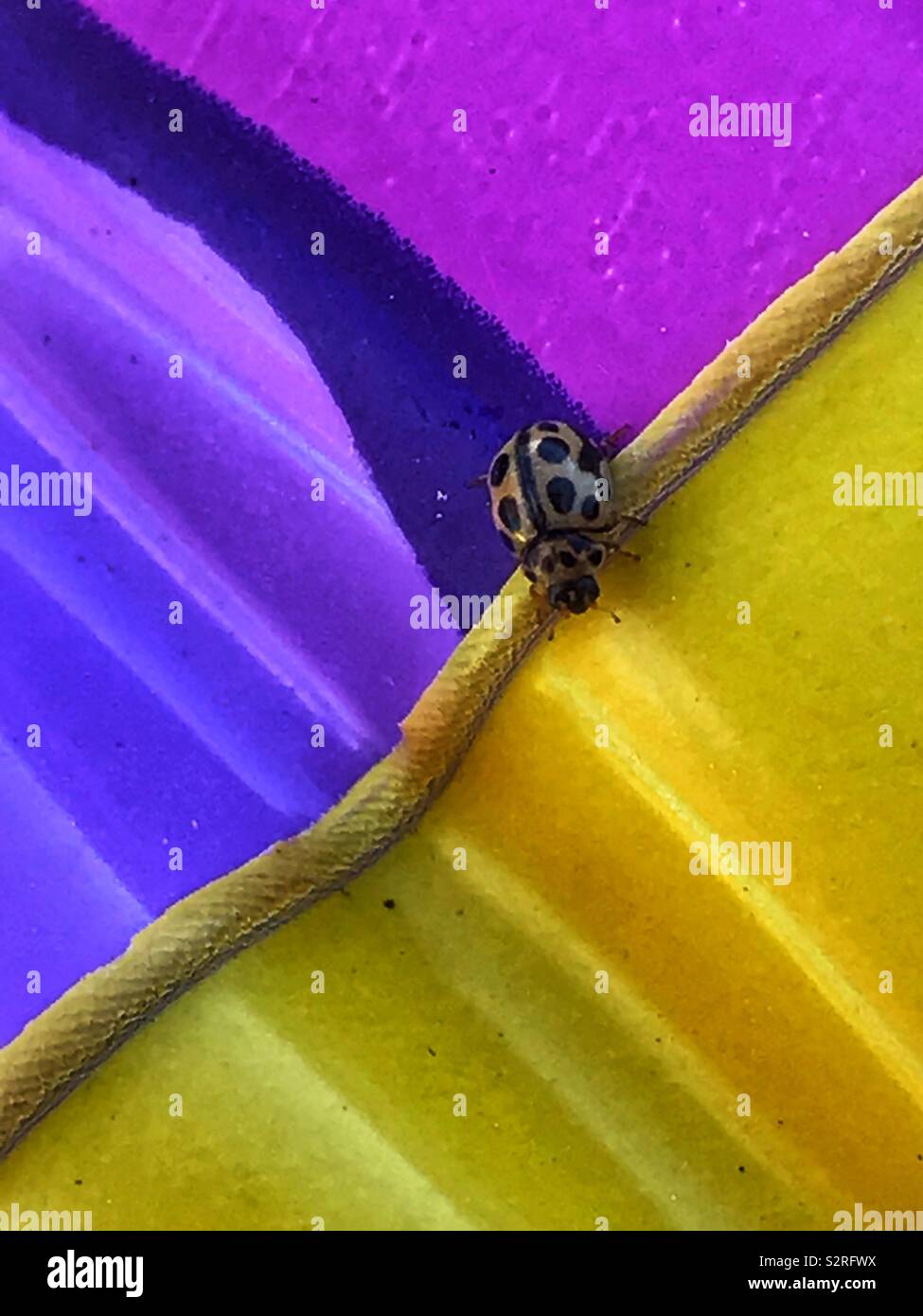 Marienkäfer auf farbigen Hintergrund Stockfoto