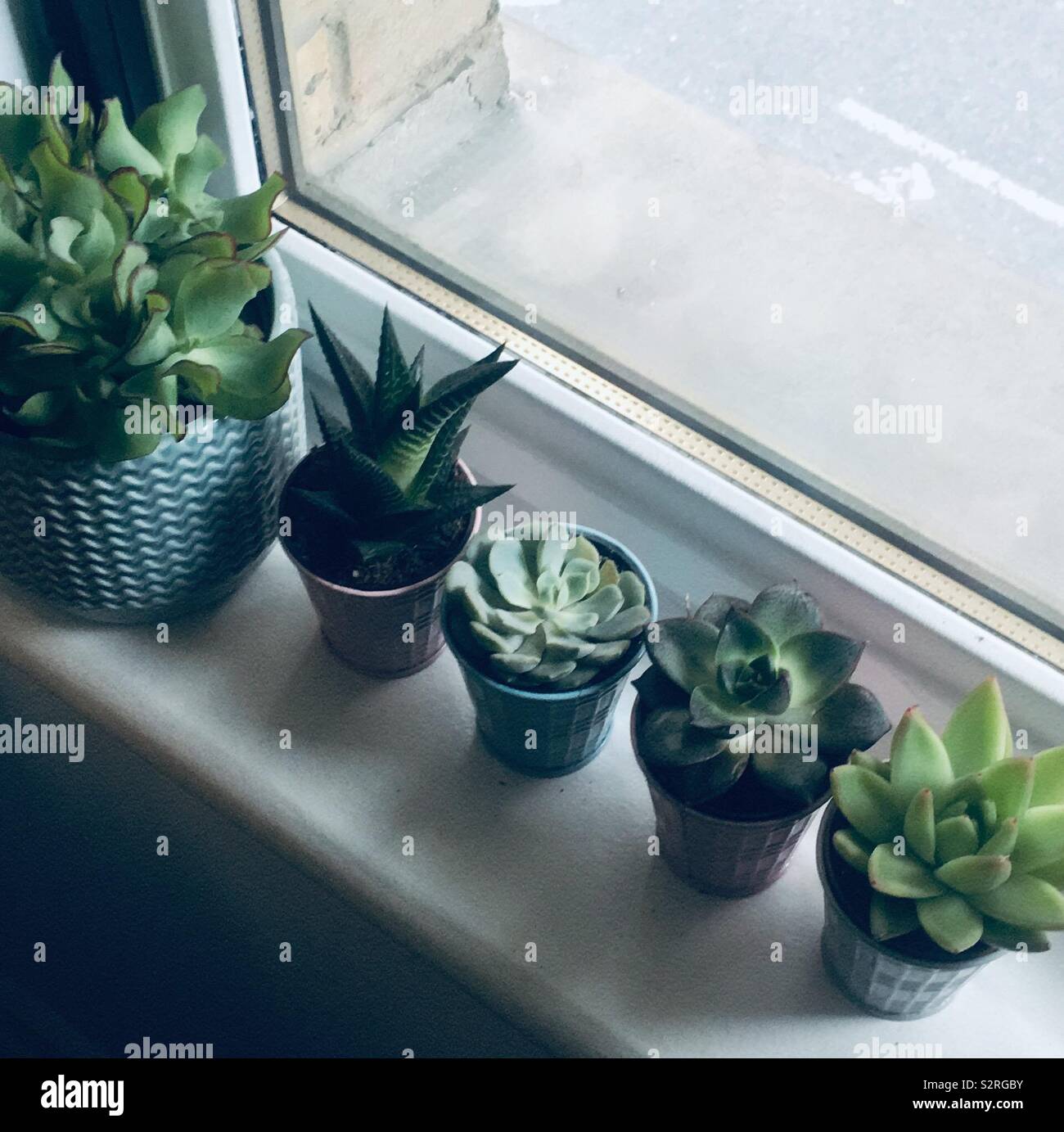 Sukkulenten Stockfoto