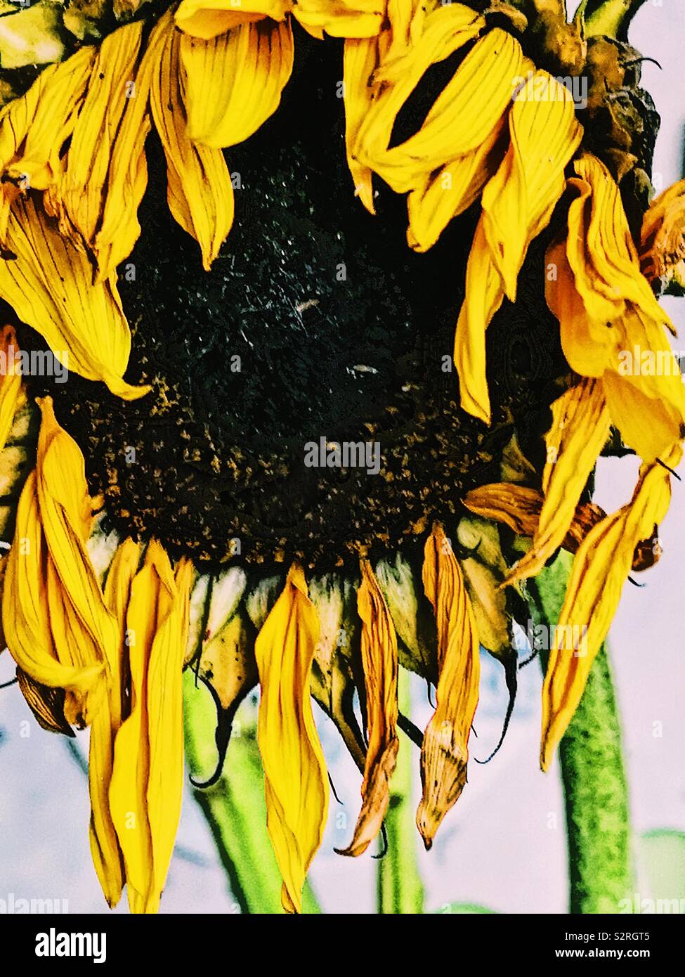 Nahaufnahme von Welke sonnenblume Kopf - Smartphone-aufgenommenes Stockfoto