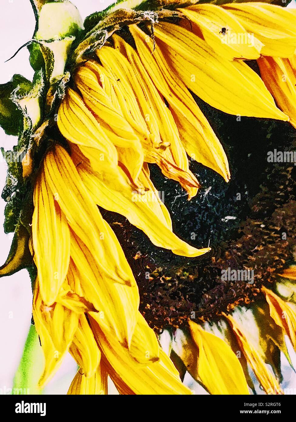 Welke sonnenblume Kopf Nahaufnahme Stockfoto
