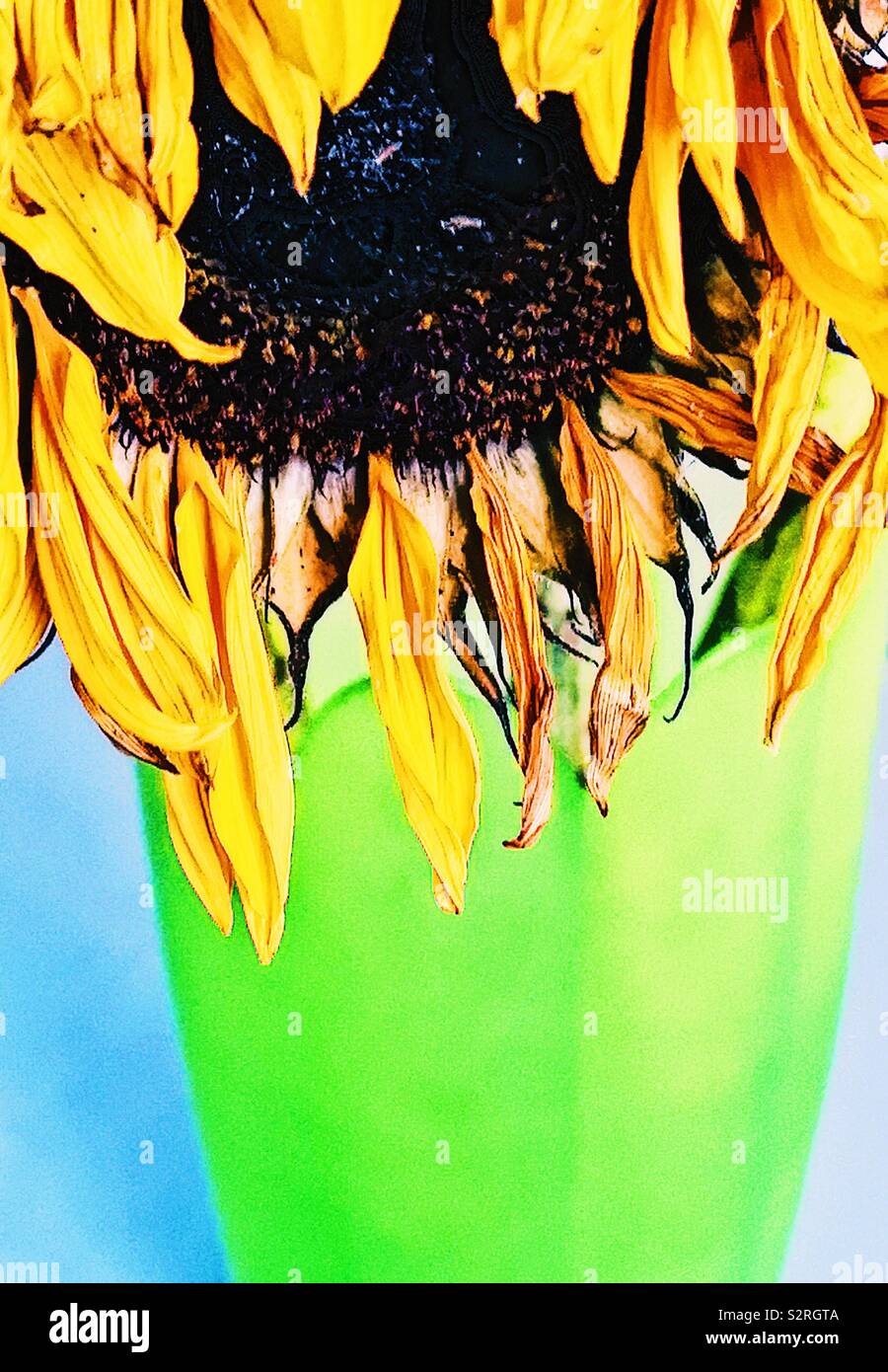 Große welke Sonnenblume Kopf in grüne Vase - Smartphone-aufgenommenes Stockfoto