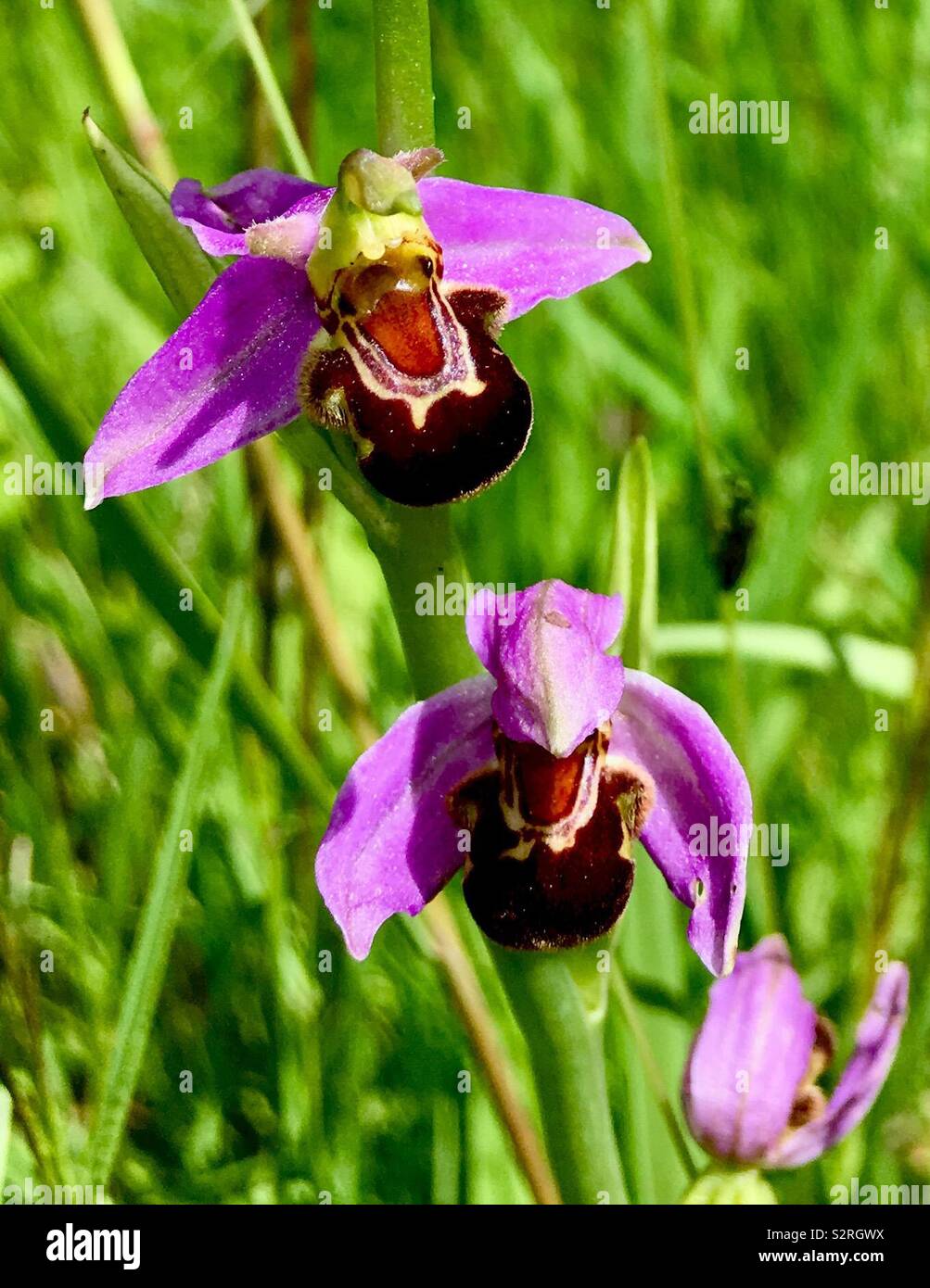 Biene-Orchidee - Smartphone-aufgenommenes Stockfoto